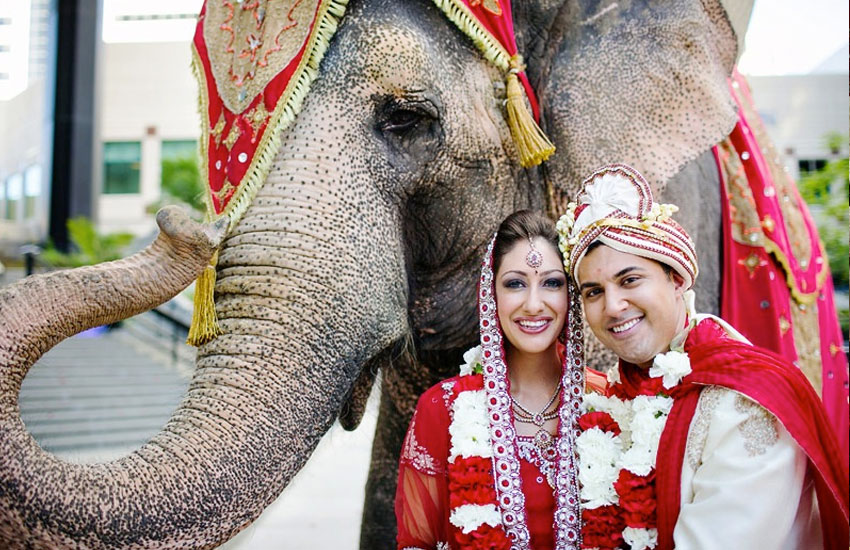 Hire Elephant For Wedding